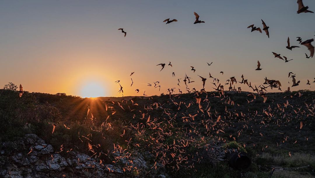 Communities 9 A stunning sunset over a vast landscape with countless bats silhouetted against the vibrant sky in Uvalde County, Texas