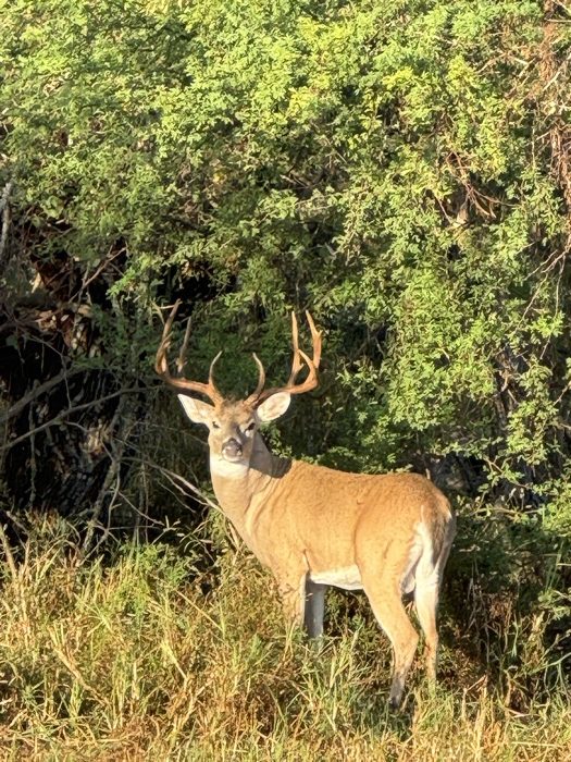 A majestic buck with impressive antlers stands alert in a grassy clearing surrounded by lush green trees in Uvalde County, Texas