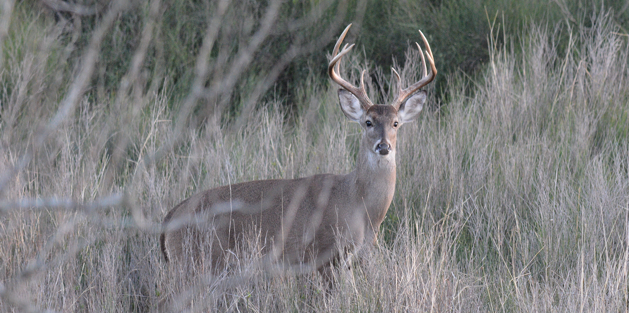 A majestic buck with impressive antlers stands alert in a field of tall, dry grass in Uvalde County, Texas