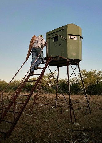 A hunter ascends a metal ladder leading to a green, elevated hunting blind in a wooded area at dusk in Uvalde County, Texas
