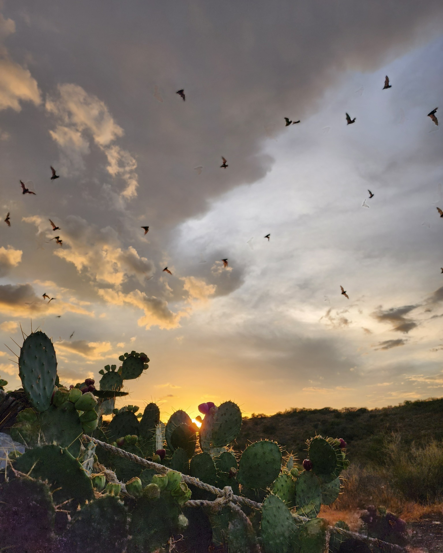 A dramatic sunset over a desert landscape with cacti silhouetted against a sky filled with birds in flight in Uvalde County, Texas