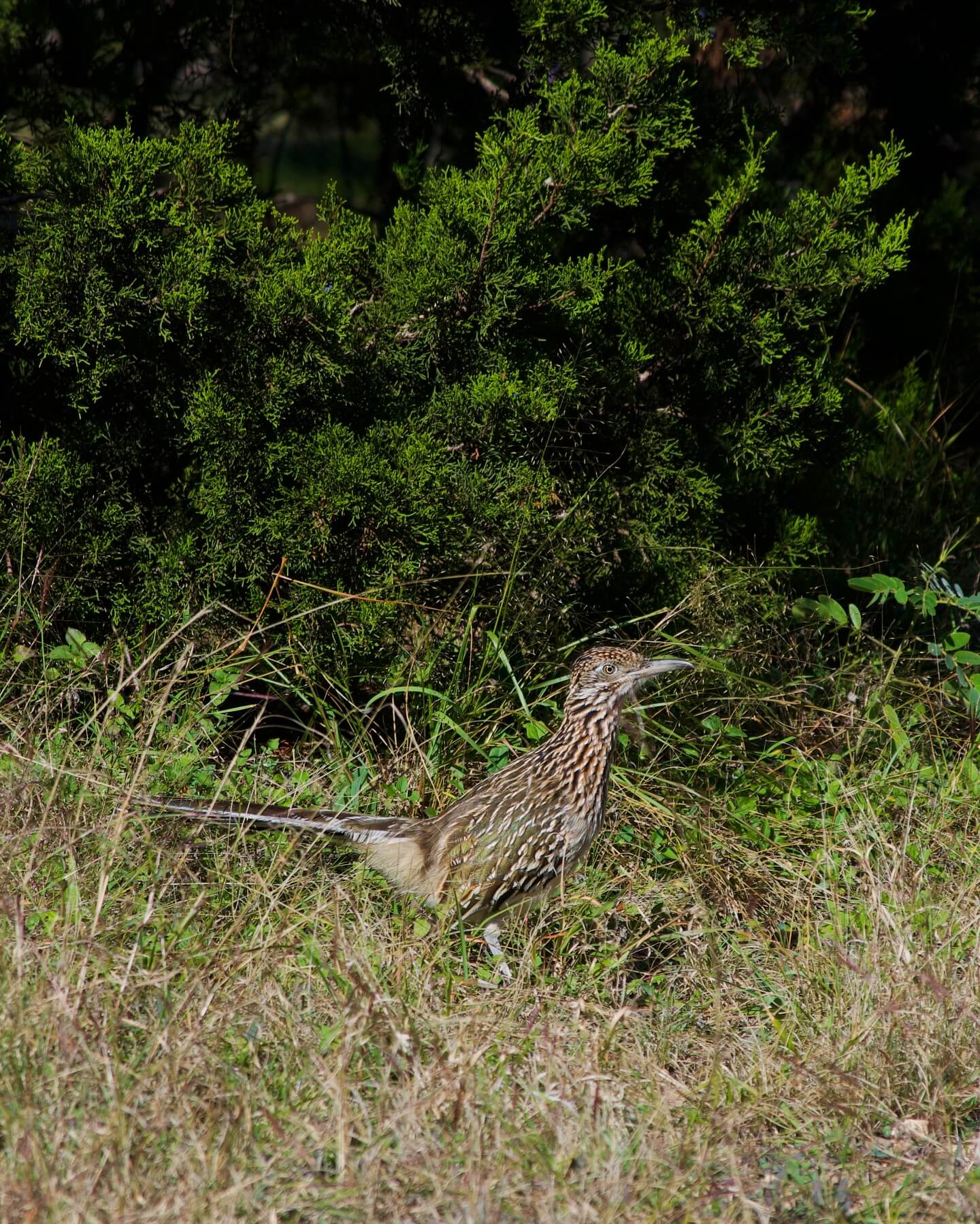 A roadrunner bird with distinctive brown and white plumage blends into the dry grass and green bushes of its natural habitat in Uvalde County, Texas in Uvalde County, Texas