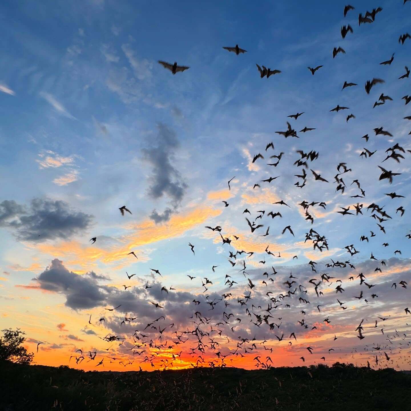 A vast flock of bats silhouettes against a vibrant Texas sunset, creating a mesmerizing display in the evening sky in Uvalde County, Texas