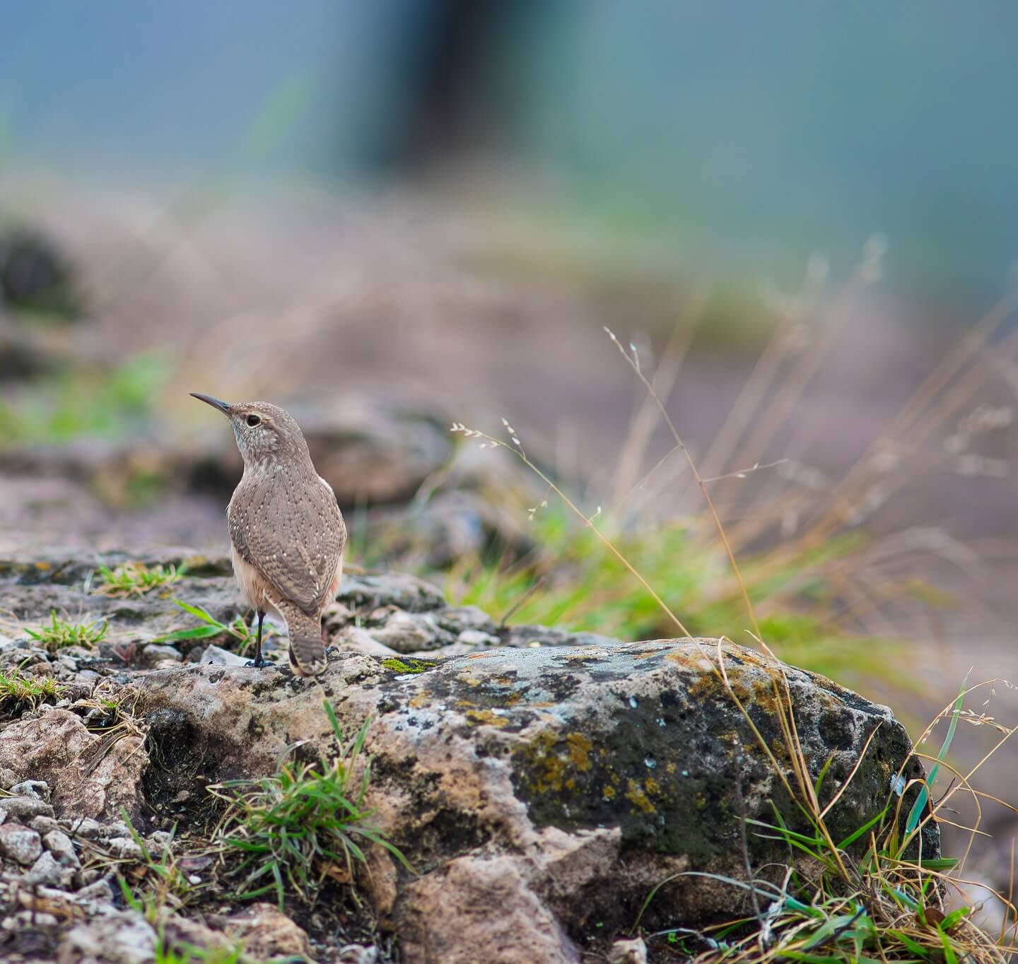 birding image small bird