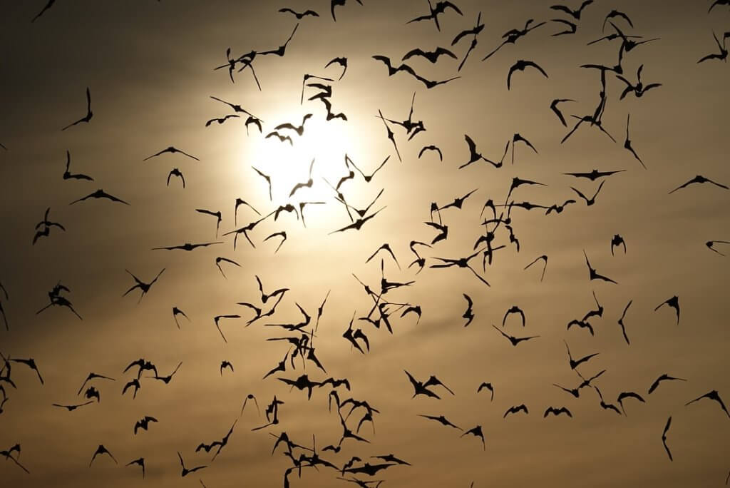 A vast flock of birds silhouettes against a golden sunset, creating a mesmerizing dance in the sky in Uvalde County, Texas