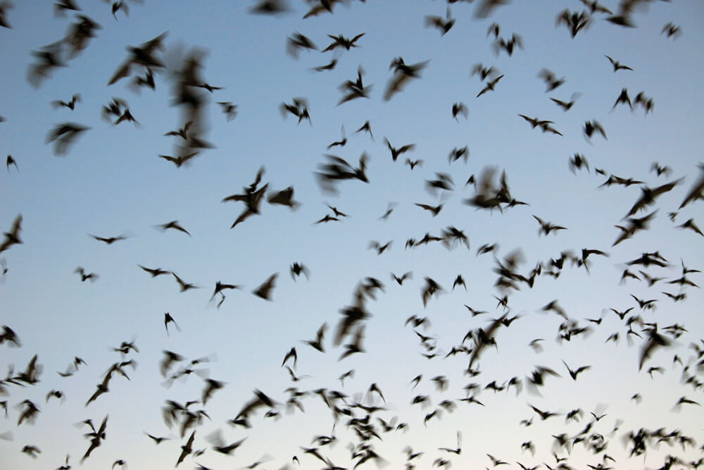 Bats in flight