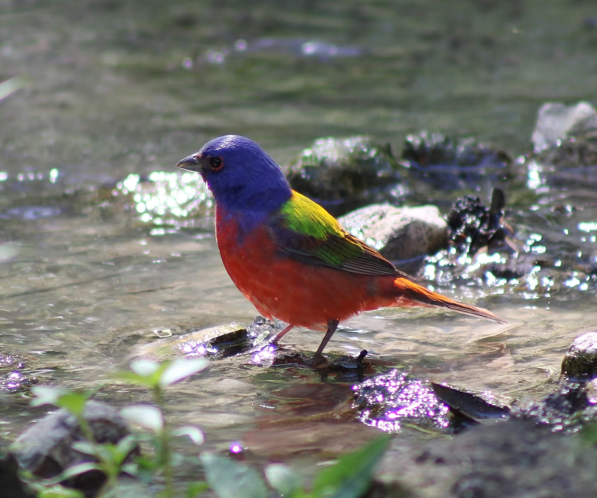 Painted Bunting