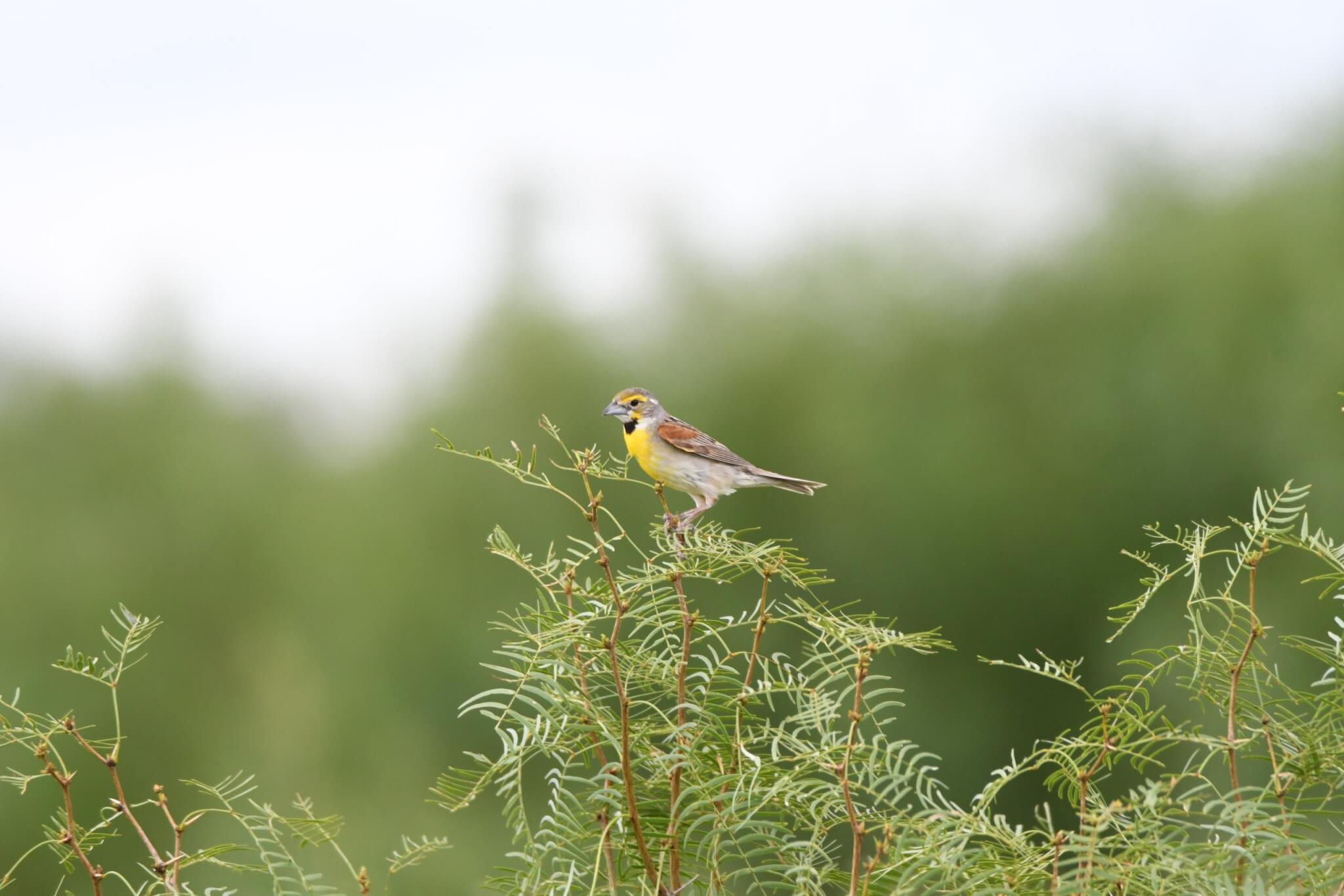 Dickcissal2 Rose Cooper scaled