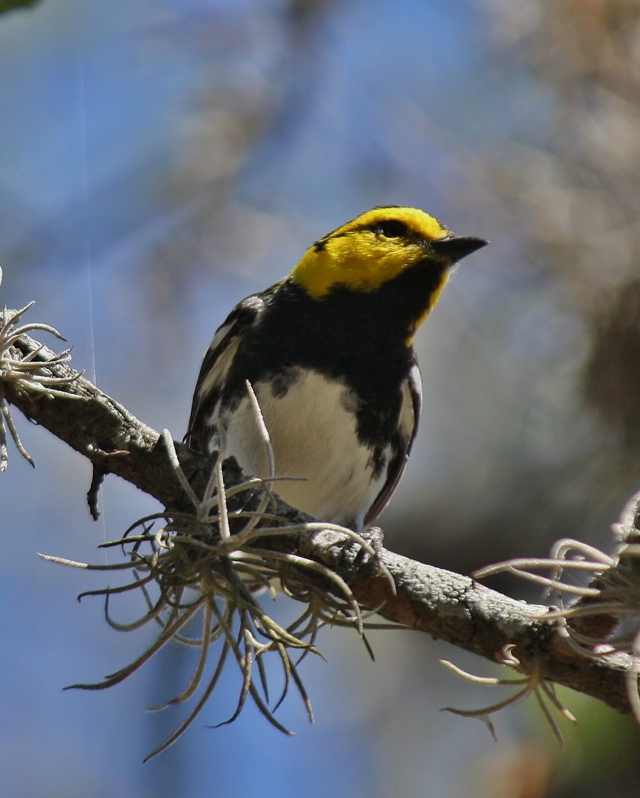 Golden-Cheeked Warbler