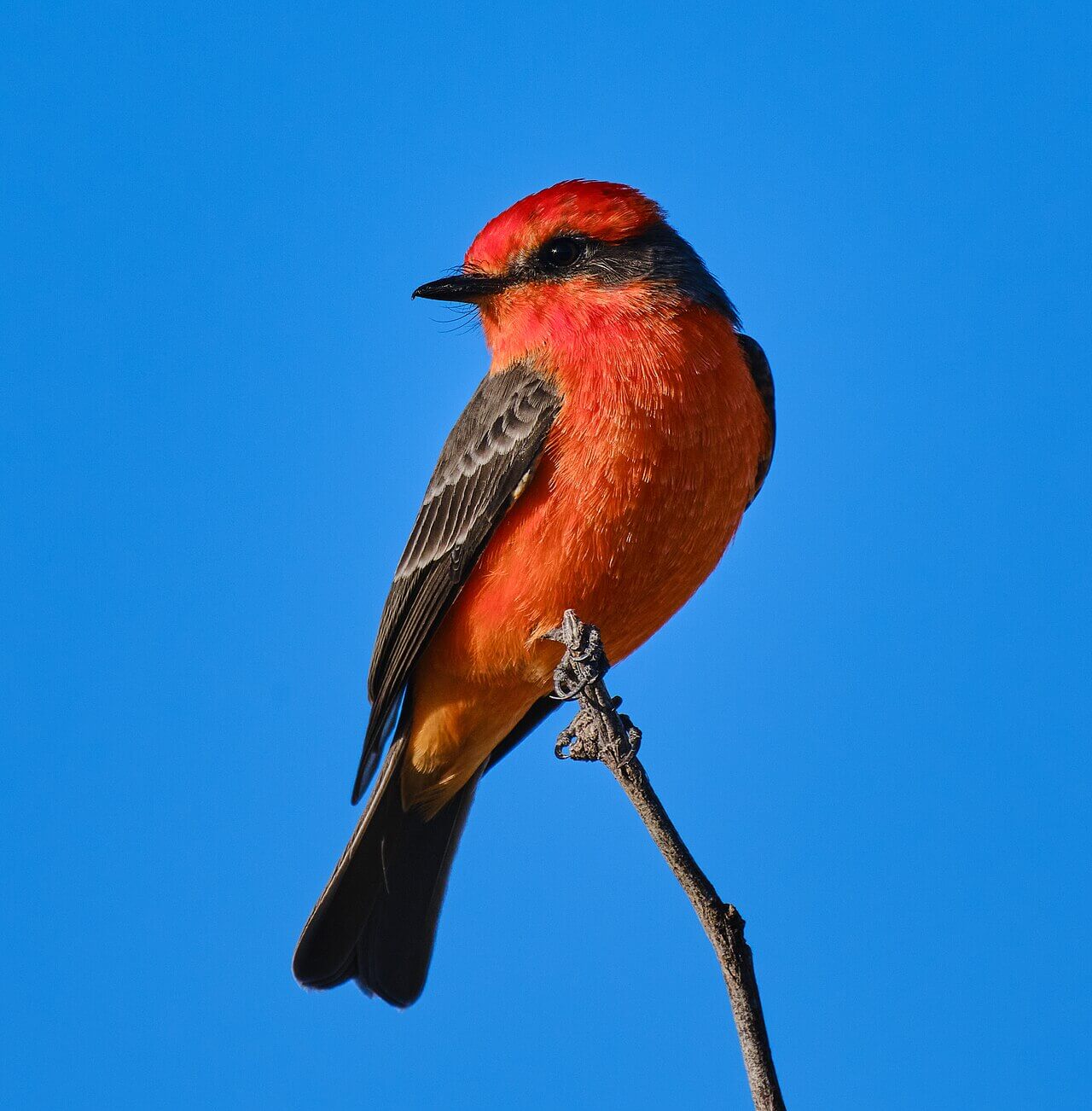 Vermillion Flycatcher