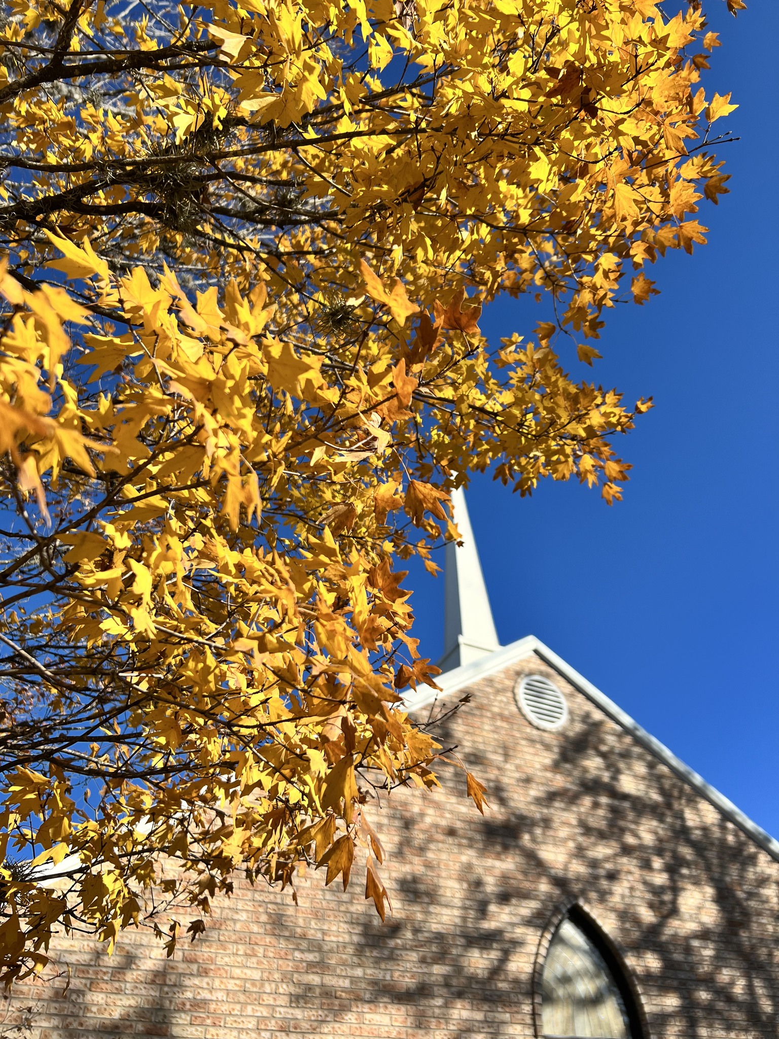 A church with a tall steeple is framed by a tree with vibrant yellow autumn leaves against a clear blue sky in Uvalde County, Texas