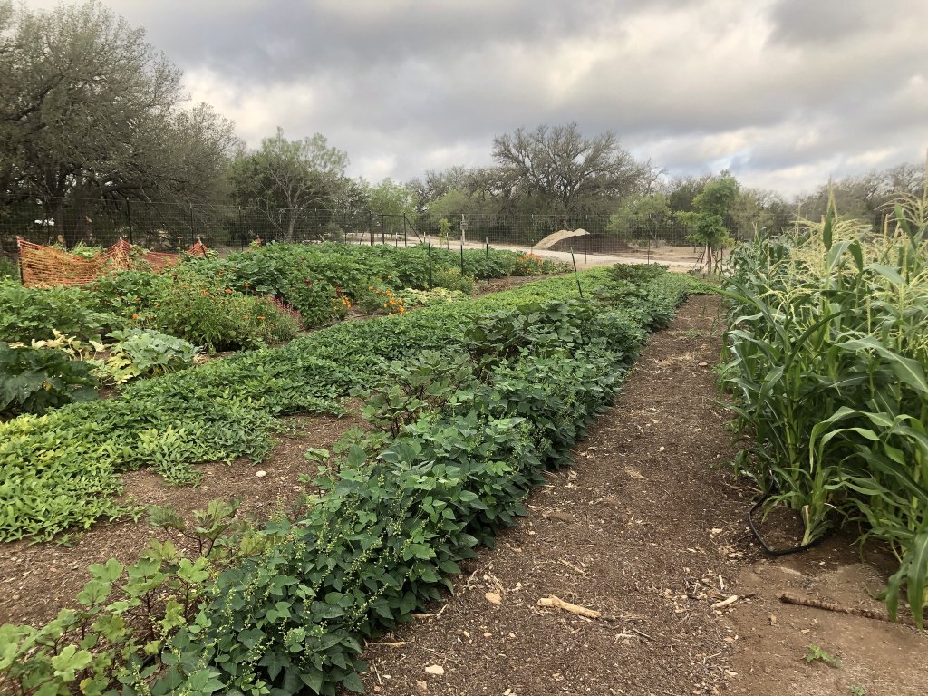 A winding dirt path cuts through a lush, green garden filled with various plants and vegetables, bordered by trees and a cloudy sky in Uvalde County, Texas