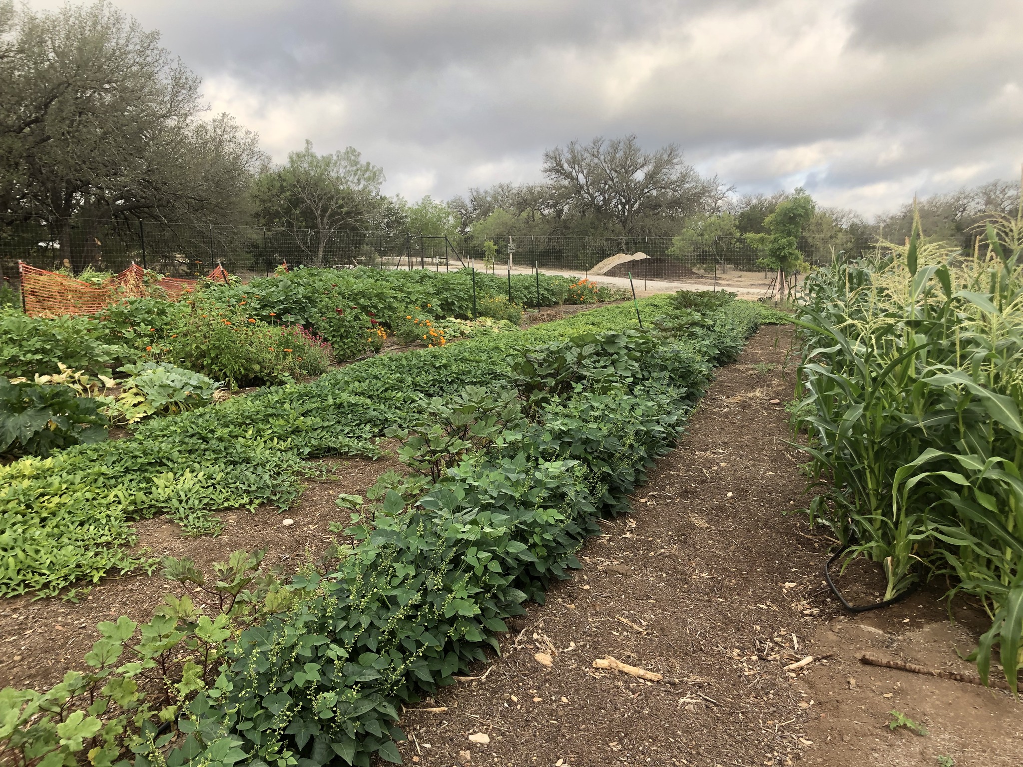 A winding dirt path cuts through a lush, green garden filled with various plants and vegetables, bordered by trees and a cloudy sky in Uvalde County, Texas