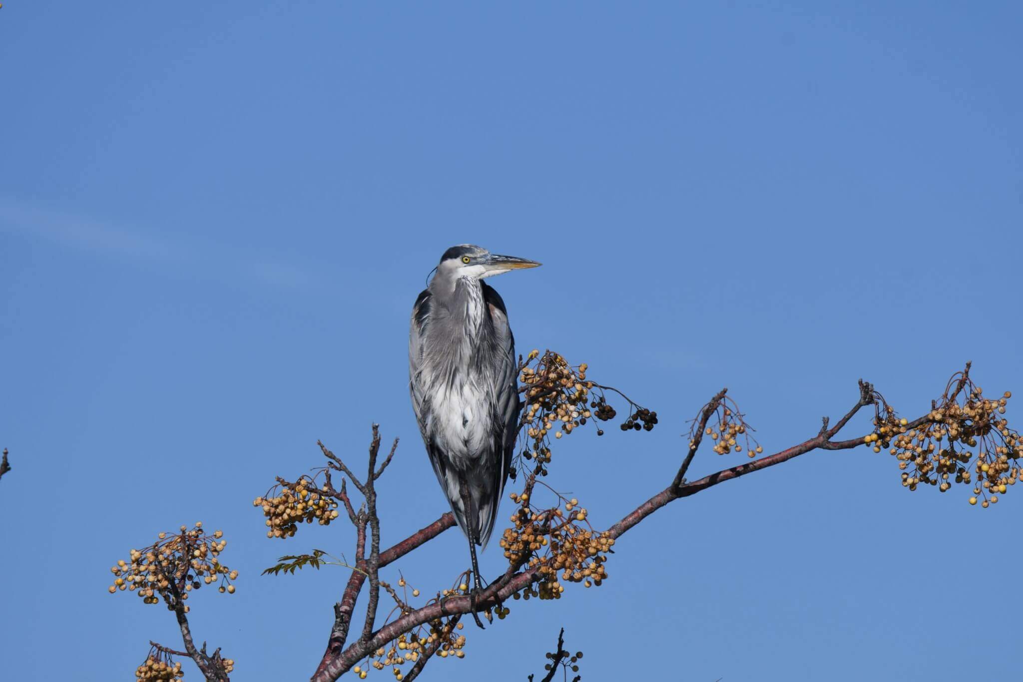 Great Blue Heron