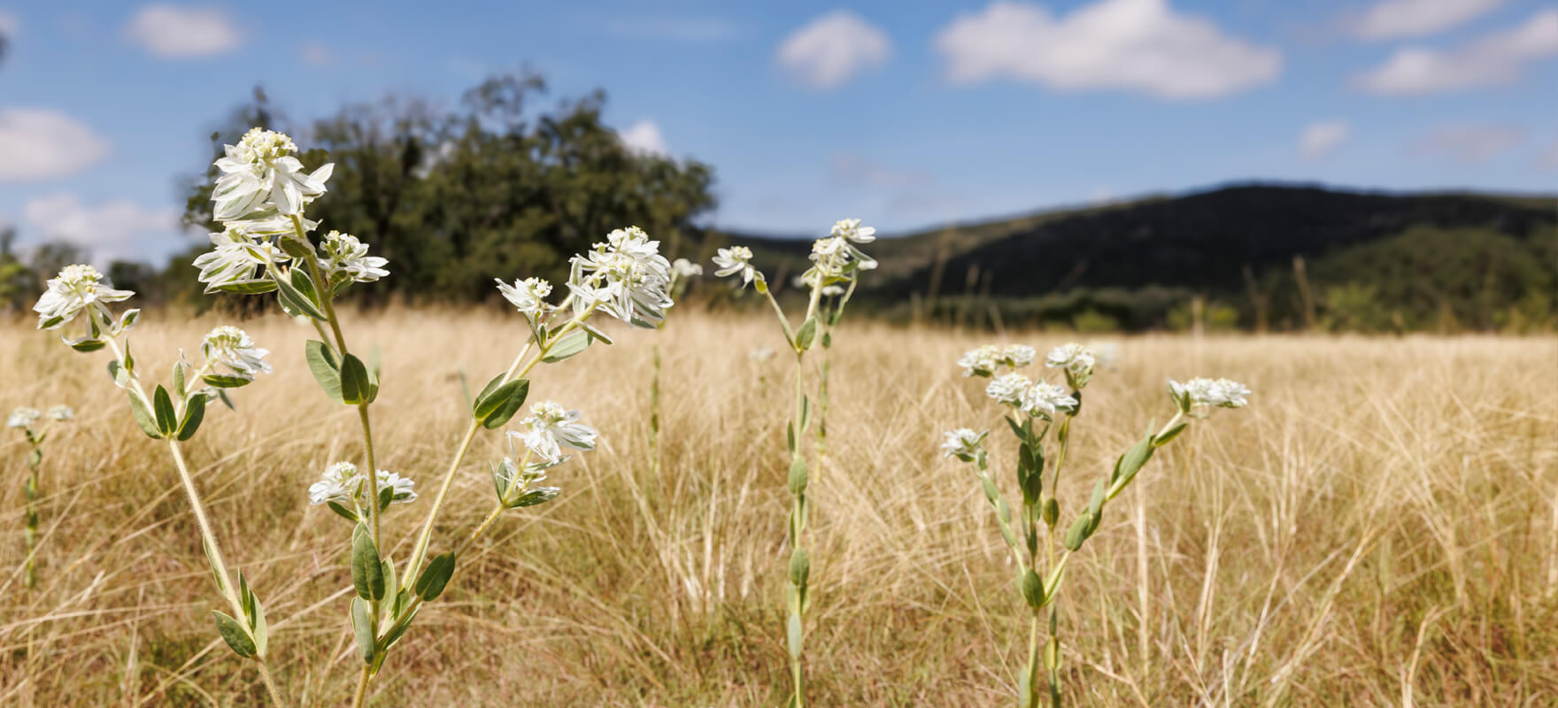 Be a part of the Bear Creek State Park Development Plan