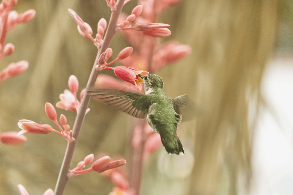 Female Hummingbird 1