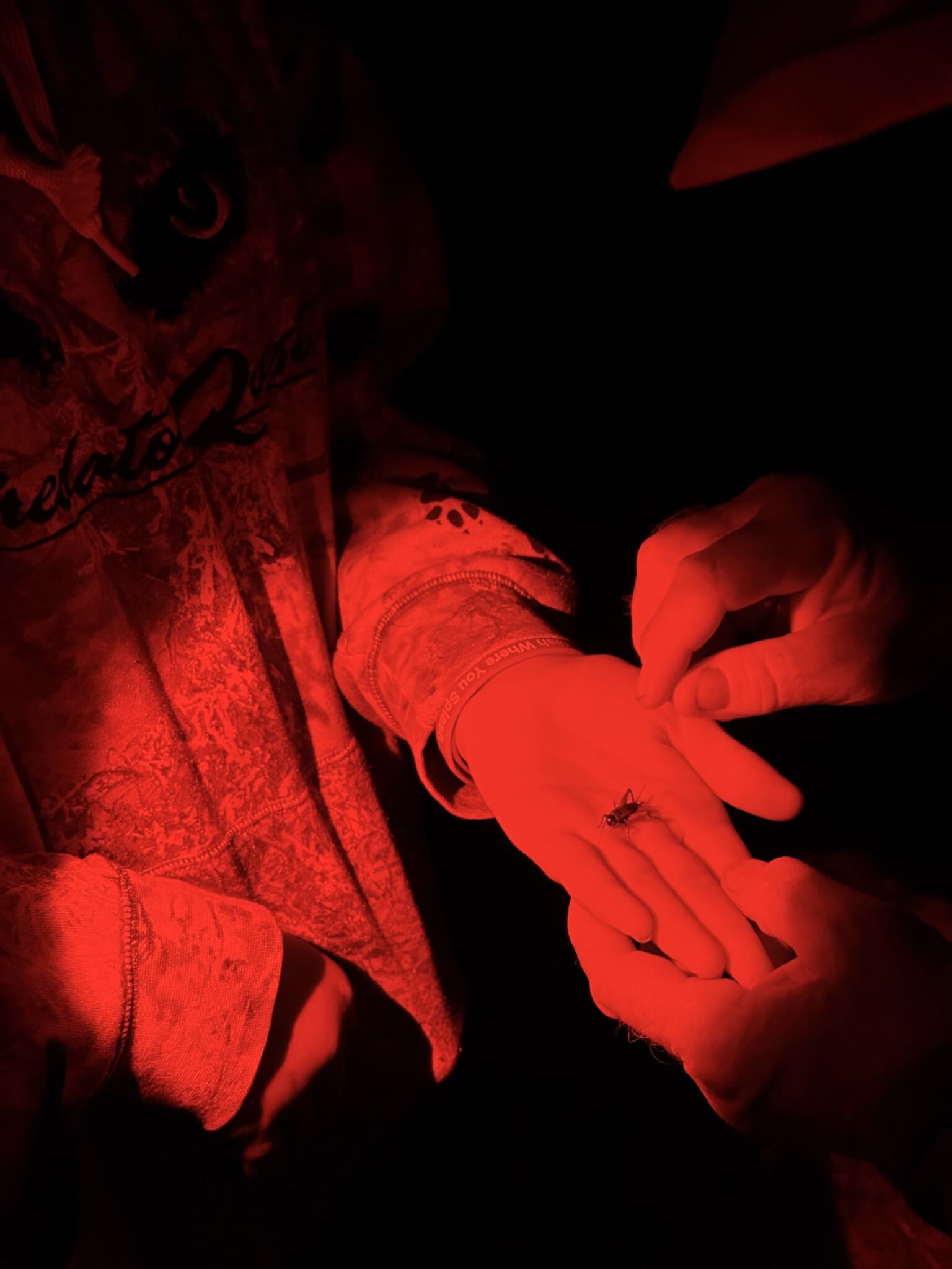 A hand holding a small cricket, washed in red light while another hand reaches to pick up the cricket